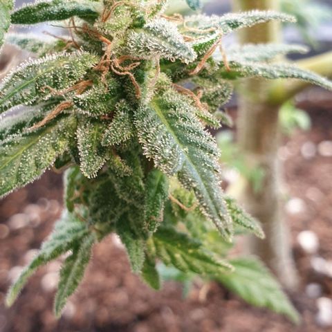 #2 growlog timeline photo