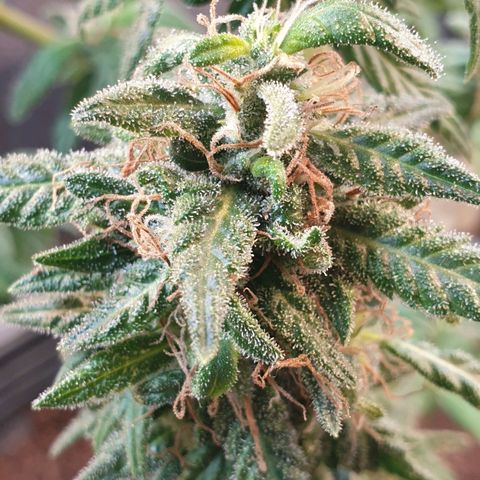 #2 growlog timeline photo