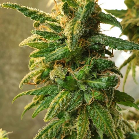 #2 growlog timeline photo