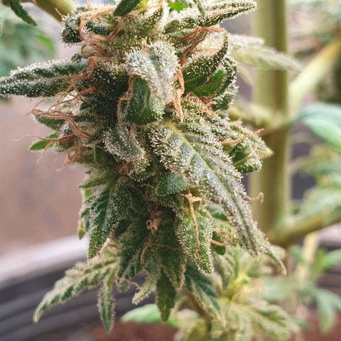 #2 growlog timeline photo