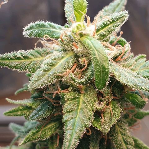 #2 growlog timeline photo