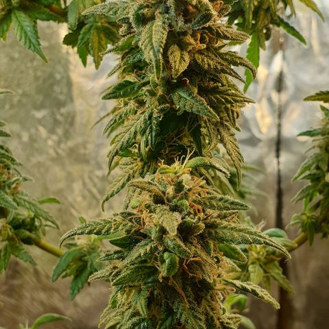 #2 growlog timeline photo