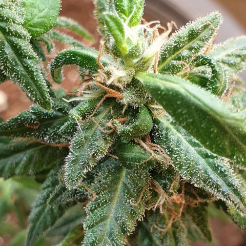 #2 growlog timeline photo