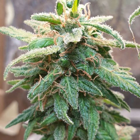 #2 growlog timeline photo