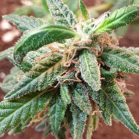 #2 growlog timeline photo