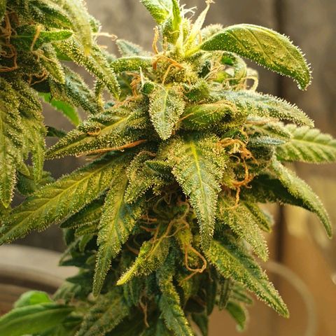 #2 growlog timeline photo