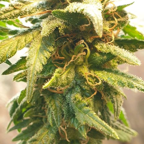 #2 growlog timeline photo