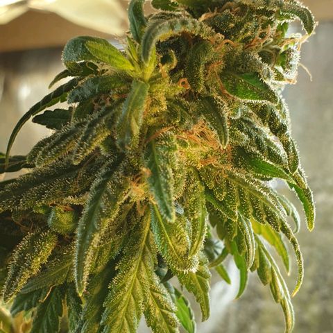#2 growlog timeline photo