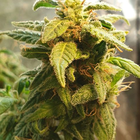 #2 growlog timeline photo