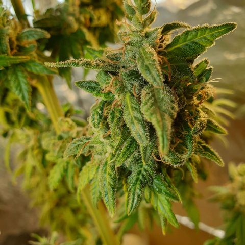 #2 growlog timeline photo