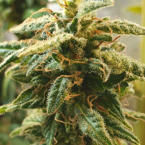 #2 growlog timeline photo