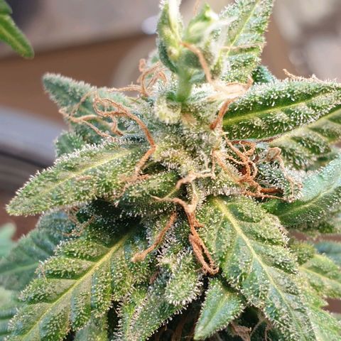 #2 growlog timeline photo