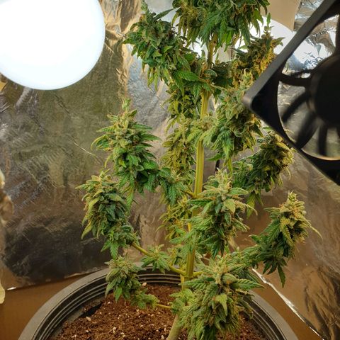 #2 growlog timeline photo