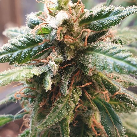 #2 growlog timeline photo
