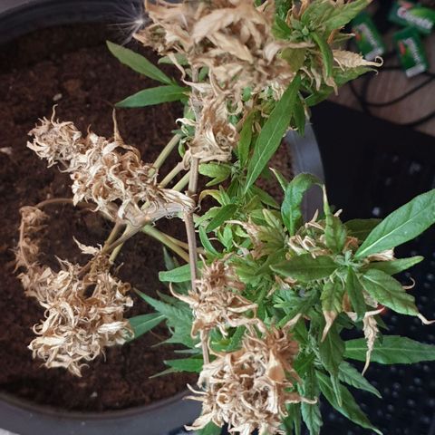 #1 growlog timeline photo