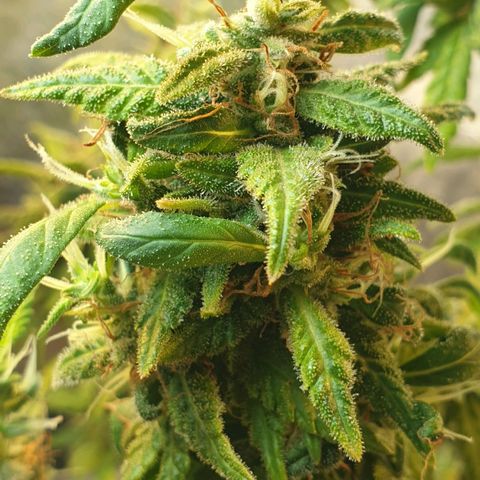 #2 growlog timeline photo