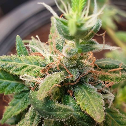 #2 growlog timeline photo