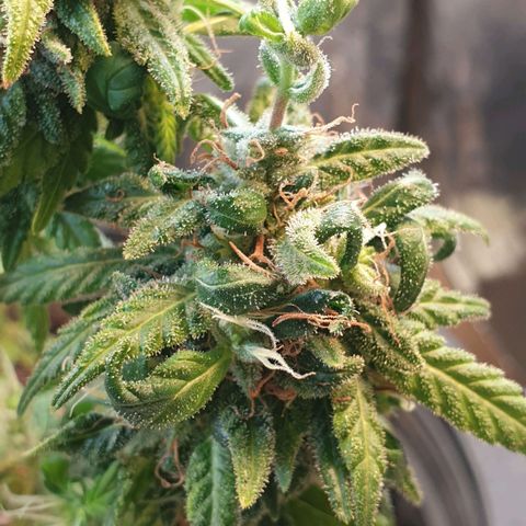 #2 growlog timeline photo