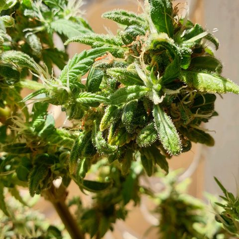 #2 growlog timeline photo