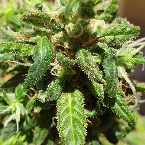#2 growlog timeline photo