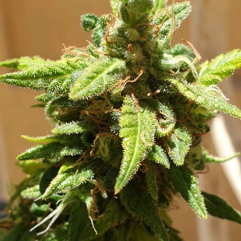 #2 growlog timeline photo