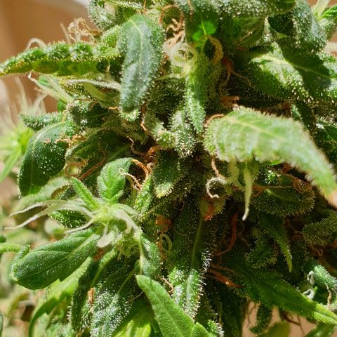 #2 growlog timeline photo