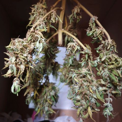 #2 growlog timeline photo