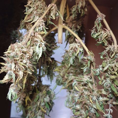#2 growlog timeline photo