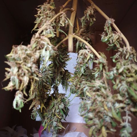 #2 growlog timeline photo