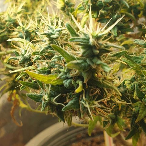 #1 growlog timeline photo