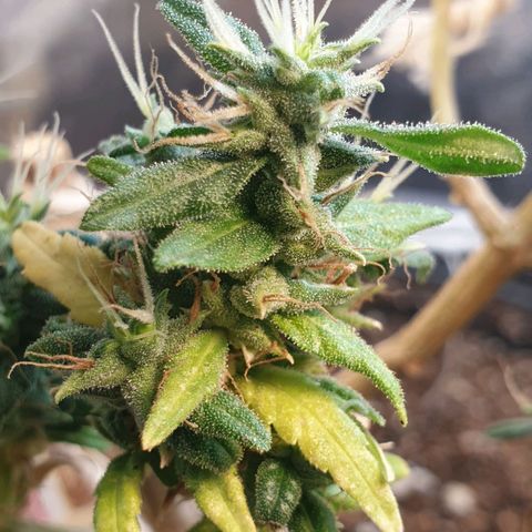 #1 growlog timeline photo