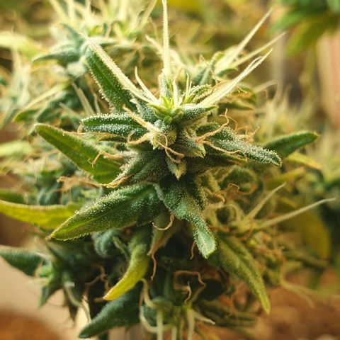 #1 growlog timeline photo