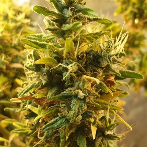 #1 growlog timeline photo