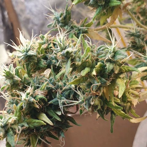 #1 growlog timeline photo