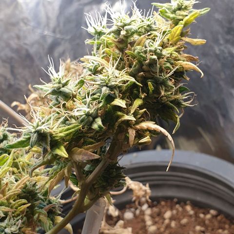 #1 growlog timeline photo