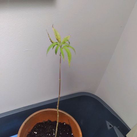 Unknown strain growlog photo: I think it's dying
