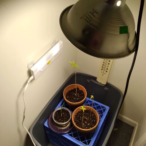 Unknown strain growlog photo: They are weak, leaves turning yellow and brown woth burnt ends, im hoping they recover