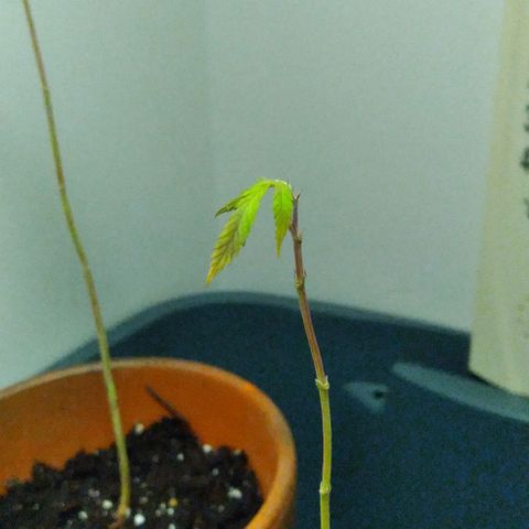 Unknown strain growlog photo: They are weak, leaves turning yellow and brown woth burnt ends, im hoping they recover