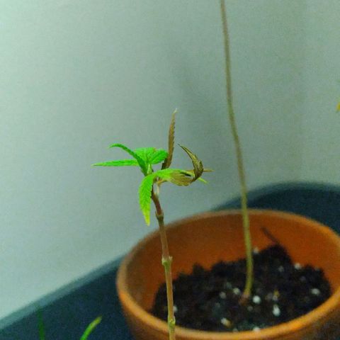 Unknown strain growlog photo: They are weak, leaves turning yellow and brown woth burnt ends, im hoping they recover