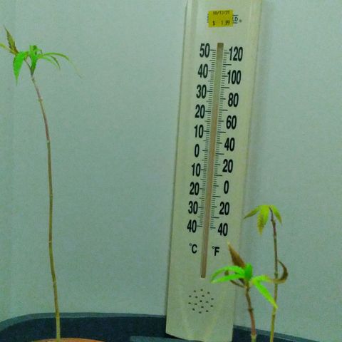 Unknown strain growlog photo: They are weak, leaves turning yellow and brown woth burnt ends, im hoping they recover