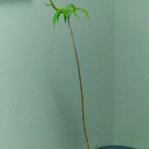 Unknown strain growlog photo: They are weak, leaves turning yellow and brown woth burnt ends, im hoping they recover