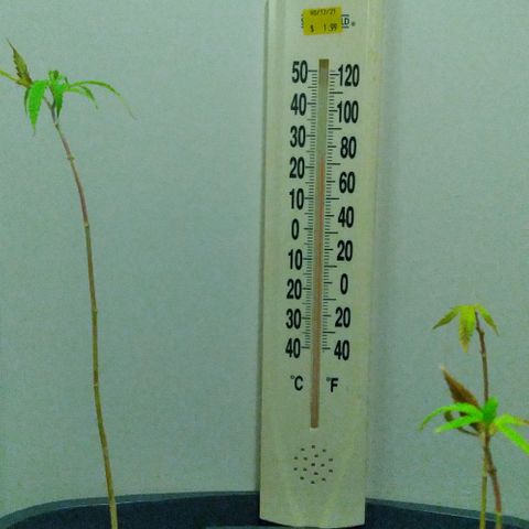 Unknown strain growlog photo: They are weak, leaves turning yellow and brown woth burnt ends, im hoping they recover