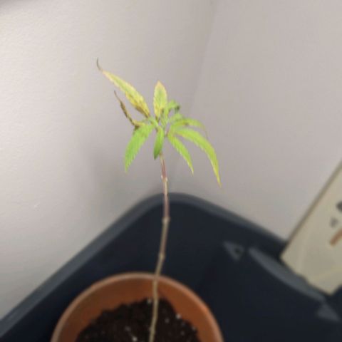 Unknown strain growlog timeline photo