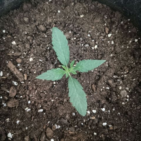 Wedding Cake growlog timeline photo