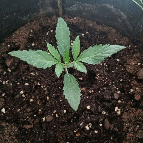 Wedding Cake growlog timeline photo