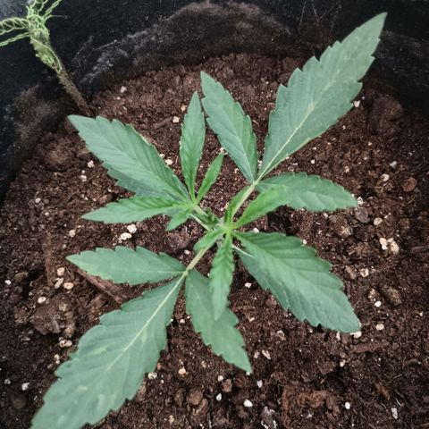 Wedding Cake growlog timeline photo