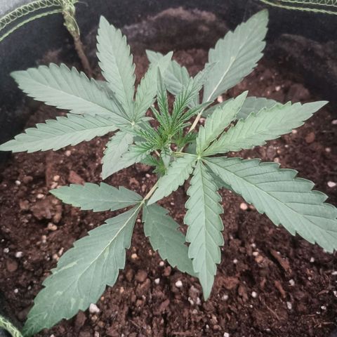Wedding Cake growlog timeline photo