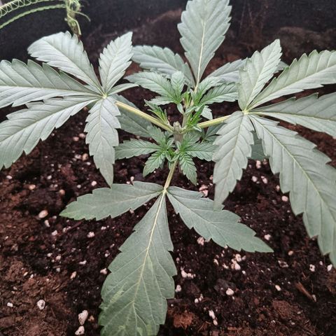 Wedding Cake growlog timeline photo