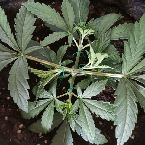 Wedding Cake growlog timeline photo