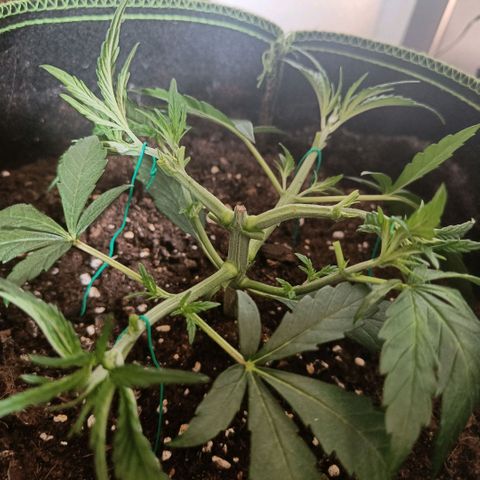 Wedding Cake growlog timeline photo